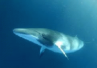 WE09　ナガスクジラ