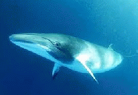 WE01　コイワシクジラ